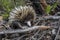 close up photo of echidna in the Australian bush with sticks