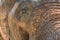 A close up photo of a elephants eye, eyelashes