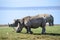 close up photo of an endangered white rhino / rhinoceros face,horn and eye. South Africa