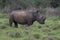 A close up photo of an endangered white rhino / rhinoceros face,horn and eye. South Africa