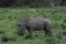 A close up photo of an endangered white rhino / rhinoceros face,horn and eye. South Africa