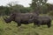 A close up photo of an endangered white rhino / rhinoceros face,horn and eye. South Africa