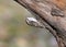 Close up photo of The Eurasian treecreeper or common treecreeper Certhia familiaris