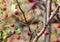 Close up photo of eurasian wren sits on a branch