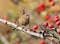 Close up photo of eurasian wren sits on a branch