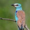 Close up photo european roller