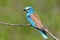 Close up photo european roller