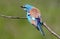 Close up photo european roller