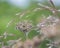 Close up photo of a feathery seed sprout