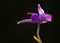 A close-up photo of a field larkspur