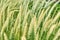 close up photo field of soft golden spikelets