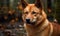 close up photo of Finnish spitz on green forest background. Generative AI