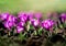 Close up photo of first fresh spring blooming Saffron flowers, Crocuses under sunlight.