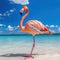 Close up photo of flamingo standing on the beach. There is clear sea and blue sky in the background