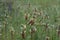 A close up photo of flowers blooming.