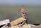 Close-up photo of a flowing hoopoe