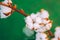 A close up photo of fluffy cotton ready for picking