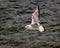 Close-up photo of flying Seabird -selective focus