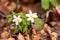 Close up photo of Forest anemones