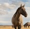 Close up photo of free grullo horse in the field