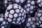 Close up photo of Frosted blackberry. Selected berries background