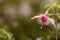 Close-up photo of a Fuchsia Blossom for background or texture