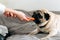 A close up photo of funy pug dog playing with his master.A concept of happy time with your pet. Taking care of a dog