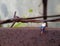 Close Up Photo, Gadget Addicted young Man, Holding Smartphone, sitting at corrosive tower, under barbed wire