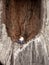 Close Up Photo, Gadget Addicted young Man, Holding Smartphone, sitting at hole of Wooden Door