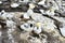 A close up photo of a Gannet chick Morus serrator, demonstrating its enormous throat.