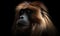 close up photo of gelada on black background. Generative AI