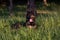 Close up photo of a germen shepherd dog lying in grass during a summer walk.