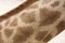 Close up photo of giraffe`s long fury neck