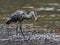 Close-up photo of gray heron with caught fish in beak,