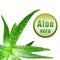 Close-up photo of green aloe vera with icon