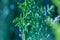 Close-up photo of green branches of Juniper evergreen shrub plants in garden centre during winter day