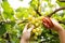 Close-up photo of green grapes. Workers use scissors to cut a bunch of fresh green grapes from the tree.