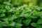 Close-up photo of green leaves adorned with shimmering water drops, showcasing natures beauty, A lush field of mint leaves