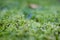 Close up photo of green moos, on ground, fresh spring colors