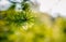 Close up photo of green needle of coniferous pine tree on the side of picture. Blurred pine needles in background