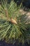 A close-up photo of a green needle pine. Small pine cones at the ends of the branches. Blurred pine needles in the background