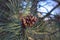 A close-up photo of a green needle pine. Small pine cones at the ends of the branches. Blurred pine needles in the background