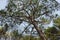 Close-up photo of green pine tree. Beautiful tall pine tree under blue sky. Low angle perspective tree. High quality