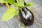 Close up photo of greenhouse cultivated organic eggplant, selective focus