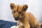 Close-up photo of a growling lion cub at home