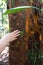 Close-up photo of a hand of an unrecognizable white woman with a ring touching a tree trunk in a primary forest of the Amazon