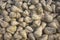 Close up photo of harvested organic sugar beet, selective focus