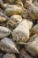 Close up photo of harvested organic sugar beet, selective focus