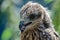 close up photo of a hawk. Portrait of a young kite with the remains of youthful down