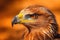 Close up photo of hawk to see its sharp eyes , Generative AI